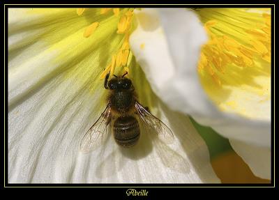 g3/36/552736/3/43323555.19Fleursavr2005.jpg