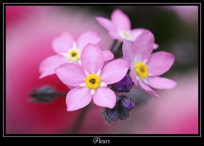 Fleur Ville de Marcoussis 3