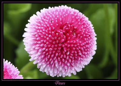 Fleur Ville de Marcoussis 5
