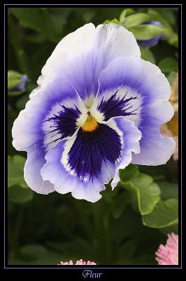 Fleur Ville de Marcoussis 7