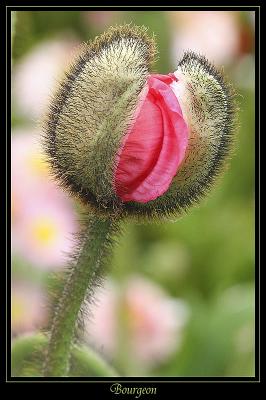 Fleur Ville de Marcoussis 8
