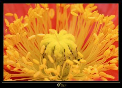 Fleur Ville de Marcoussis 9
