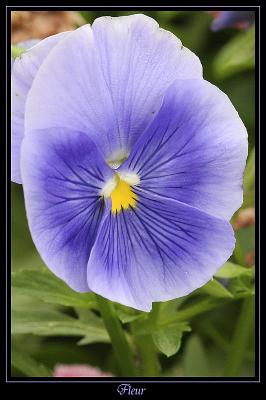 Fleur Ville de Marcoussis 10