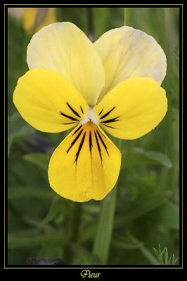 Fleur Ville de Marcoussis 4
