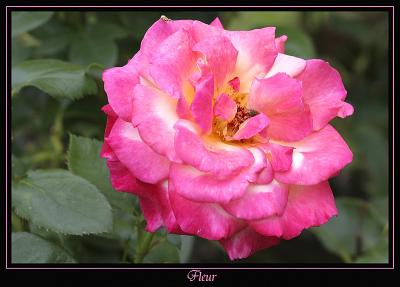 Fleur Courtenay 1