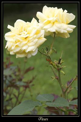 Fleurs Courtenay 2
