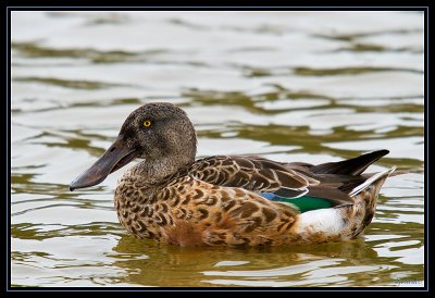 Canard Souchet mles en plumage d'clipse 3