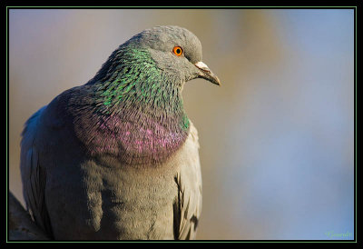Pigeon 03