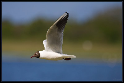 Mouette Rieuse 02