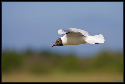 Mouette Rieuse 03