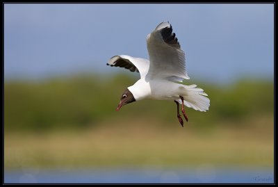 Mouette Rieuse 05