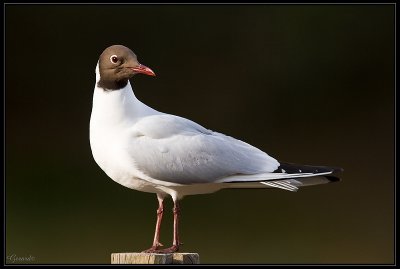 Mouette Rieuse 19