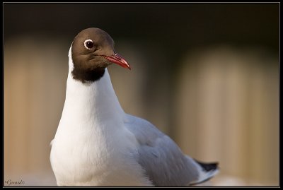 Mouette Rieuse 20