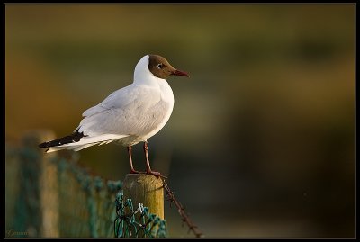 Mouette Rieuse 26