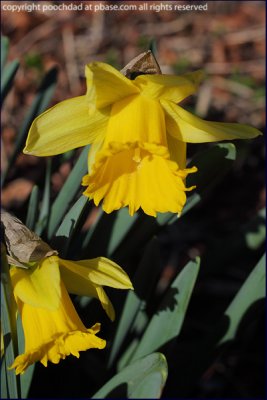 Wild daffodil - narcissus pseudonarcissus