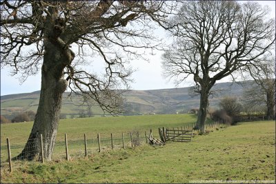 The dale
