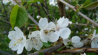 Wild cherry - prunus avium