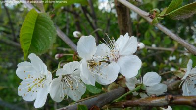 Wild cherry - prunus avium