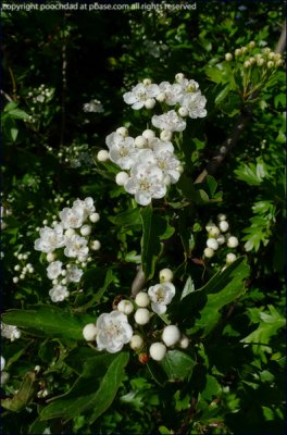 Hawthorn - crategus monogyna