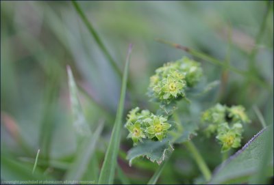 Lady's mantle - alchemilla vulgaris