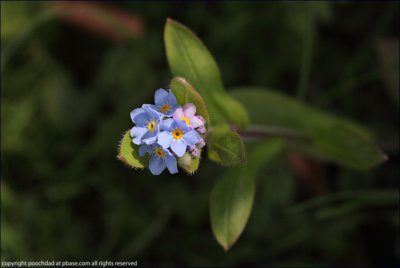 Wood forget-me-not - mysotis sylvatica