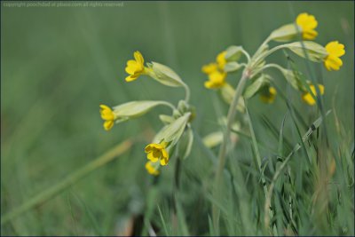 Cowslip - primula veris