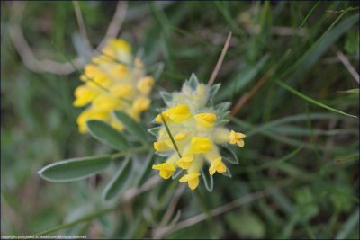 kidney vetch - anthyllis vulneraria