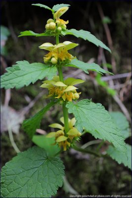 yellow archangel - lamiastrum galeobdolon