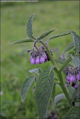 russian comfrey - symphytum x uplandicum