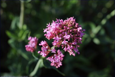 red valerian - centranthus ruber