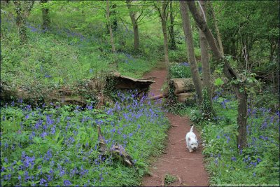 do bluebells taste good?