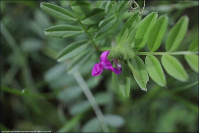 Common vetch - vicia sativa