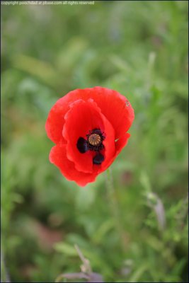 Corn poppy - papaver rhoeas