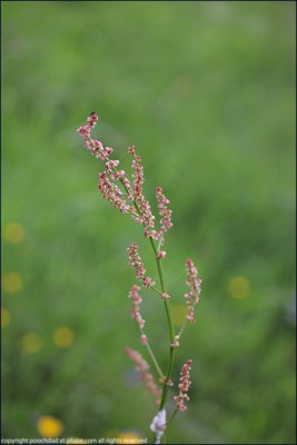 Sheep's sorrel - rumex acetosella