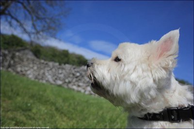 a wary eye on the cows