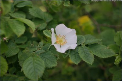 Field rose - rosa arvensis