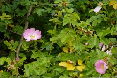 Dog rose - rosa canina (2)