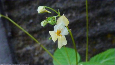 Small balsam - impatiens parviflora