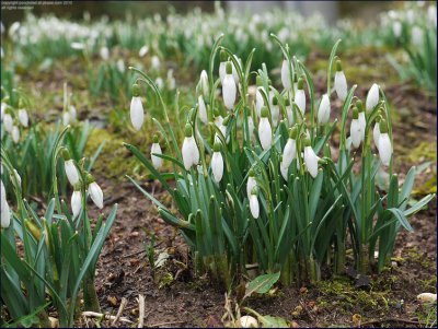Snowdrop - galanthus nivalis