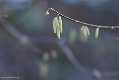 Common hazel - corylus avellana