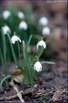 Snowdrop - galanthus nivalis