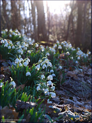 Snowdrop - galanthus nivalis
