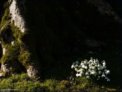 Snowdrop - galanthus nivalis