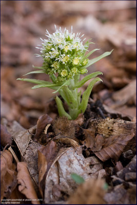 White butterbur - petasites albus