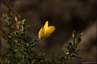 Common gorse - ulex europaeus