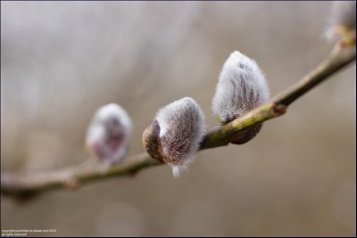 Goat willow - salix caprea (pussy willow)