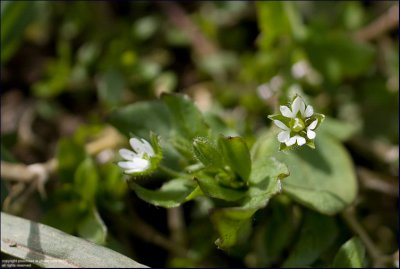 Common chickweed - stellaria media