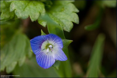 Common field-speedwell - veronica persica