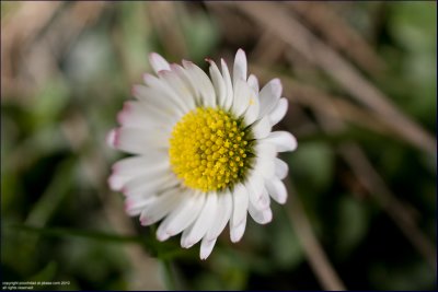Common daisy - bellis perennis