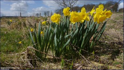 Daffodil - narcissus pseudonarcissus (2)